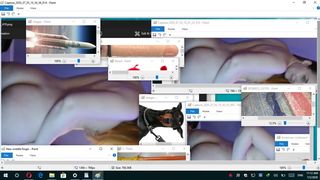 madelinedarling she  so cheap whore and her family dogs