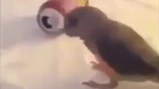Birb is Rad