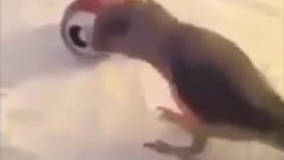Birb is Rad